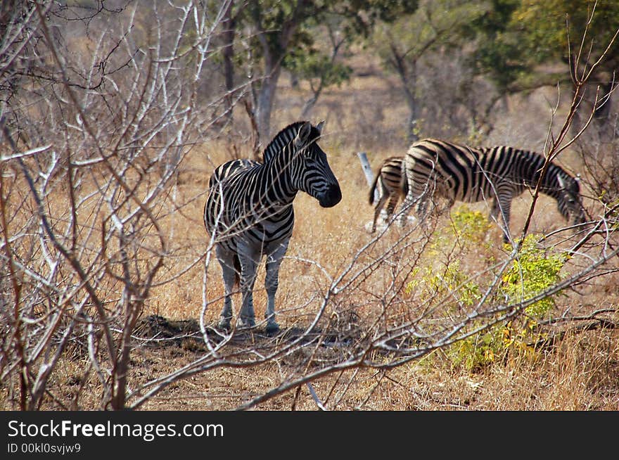 Three Zebras