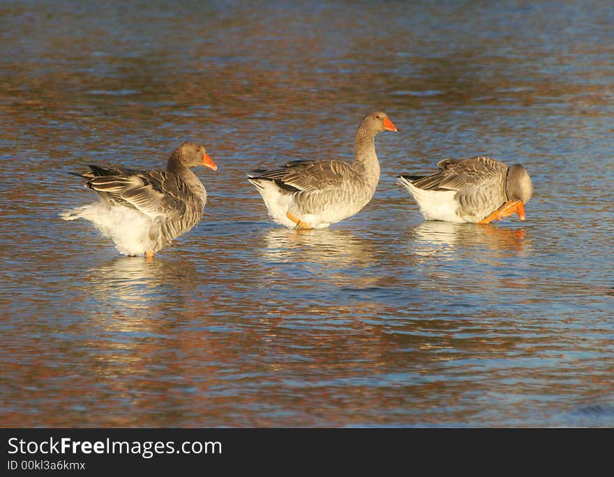 Geese