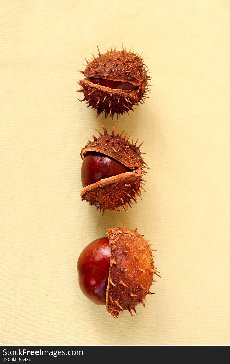 3 chestnuts isolated on sepia background. 3 chestnuts isolated on sepia background