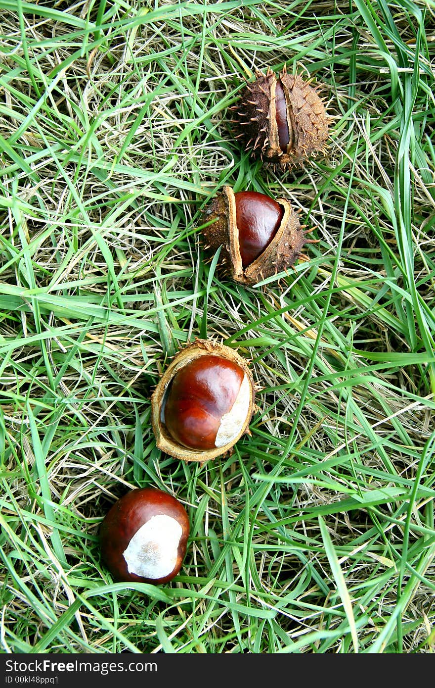 4 chestnuts  in green grass. 4 chestnuts  in green grass