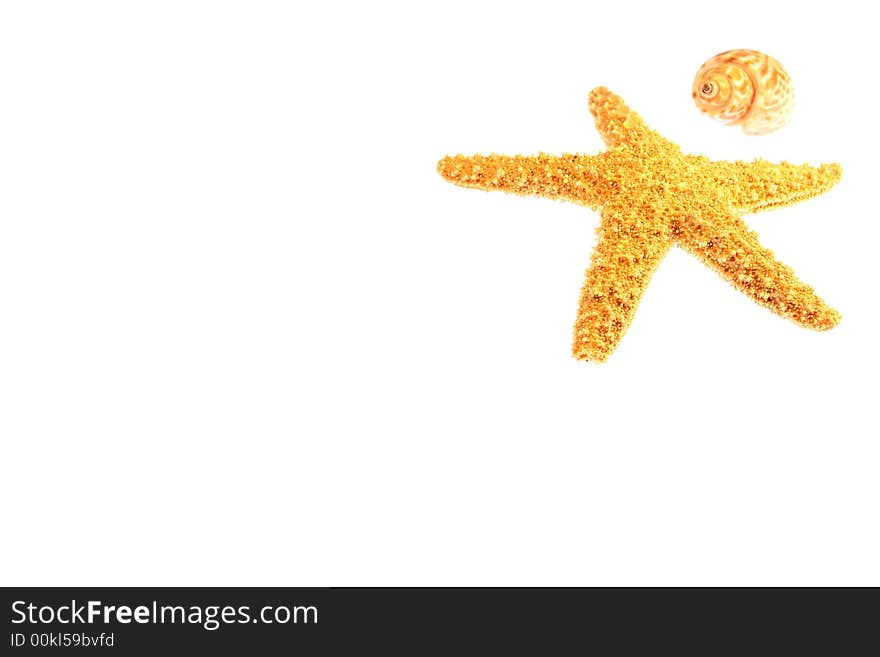 Starfish and shell isolated on a white background. Starfish and shell isolated on a white background