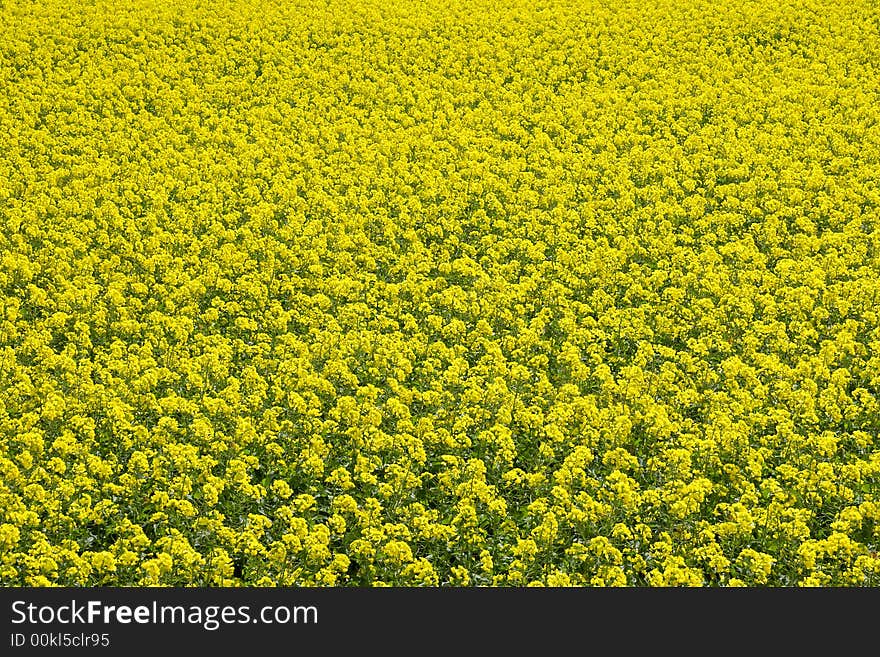 Canola Background