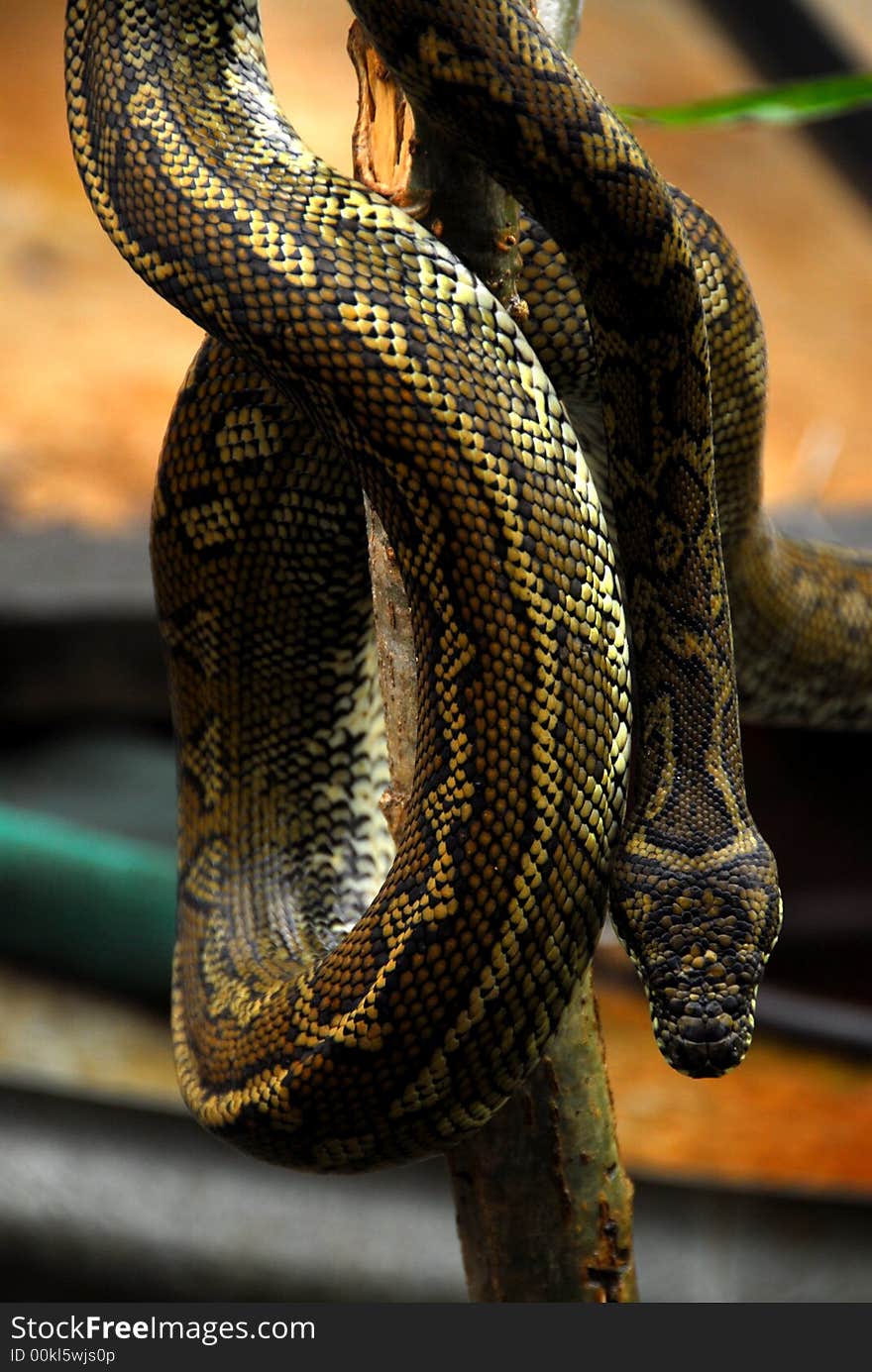 Diamond Python snake common in Australia