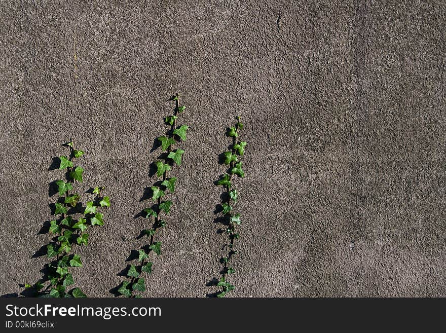 Ivy growing on the wall