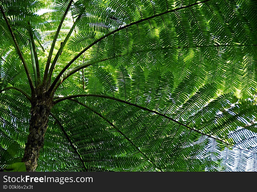 New caledonia fern and the south province park and the new caledonia