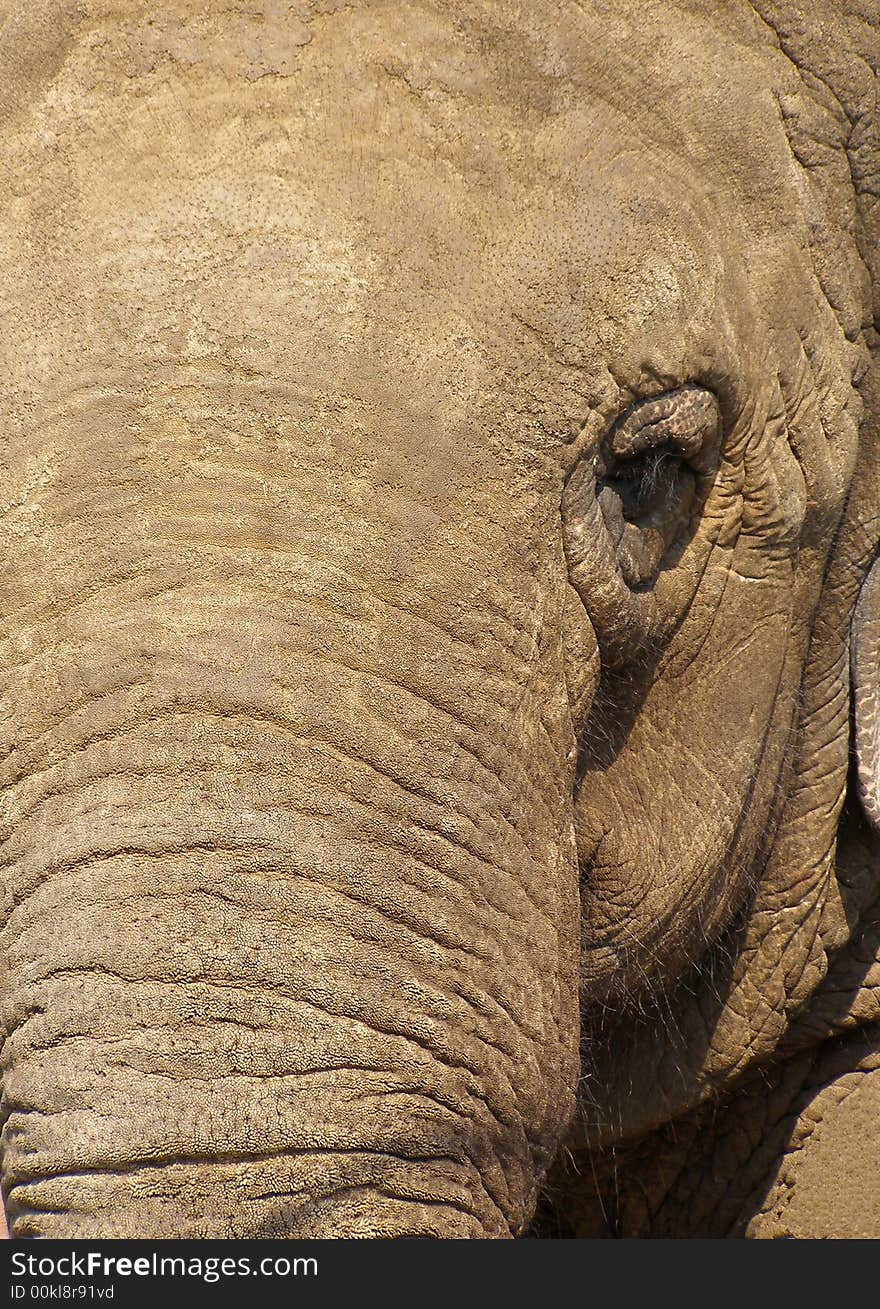 Close-up view of an elephant's face. Close-up view of an elephant's face