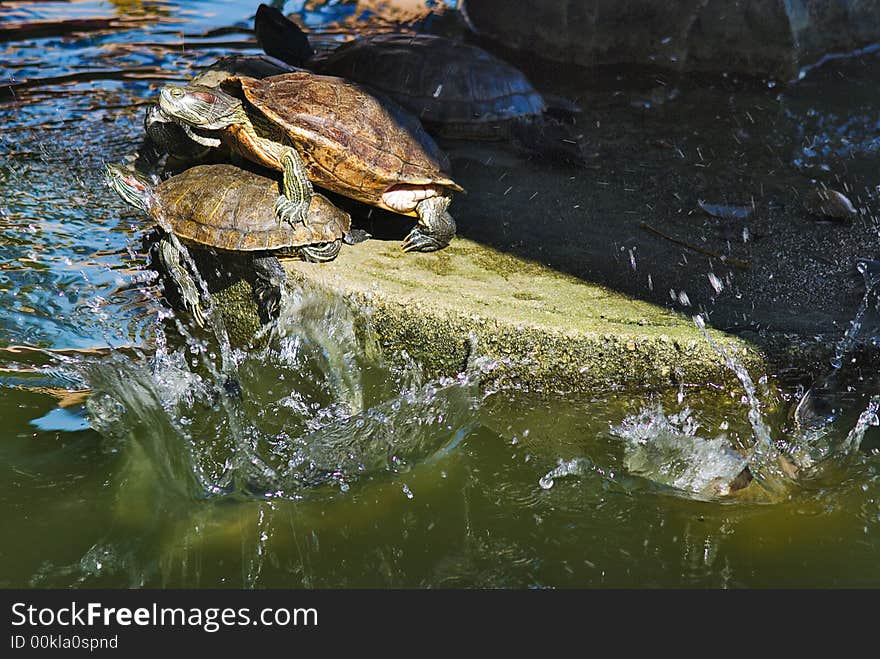 Terrapins - some sunbathing, the others going for the cool feel of the water. Terrapins - some sunbathing, the others going for the cool feel of the water