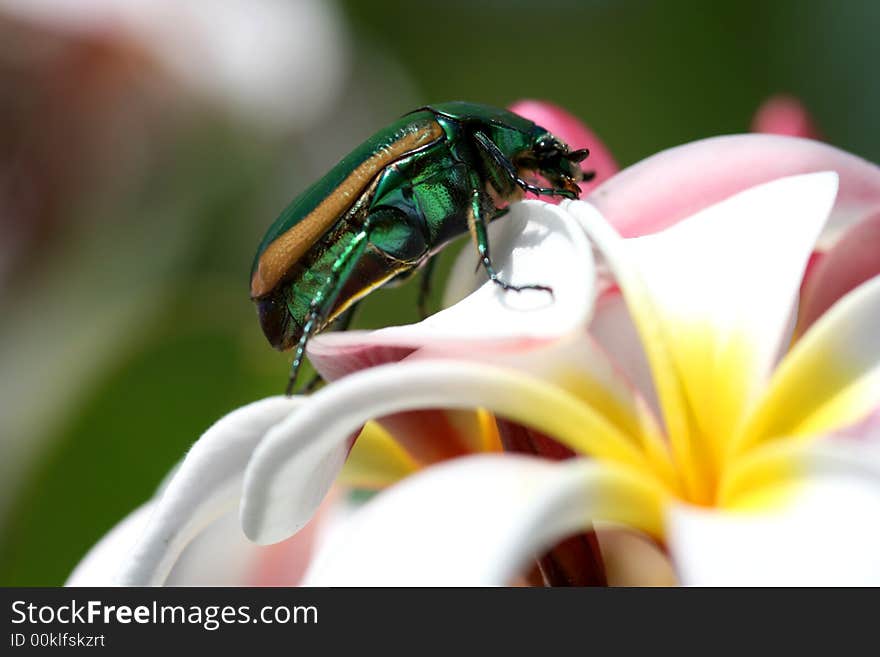 Metallic Green Plumerian