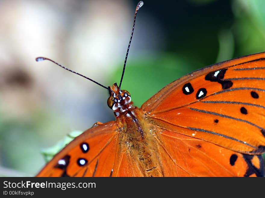 Orange Beauty