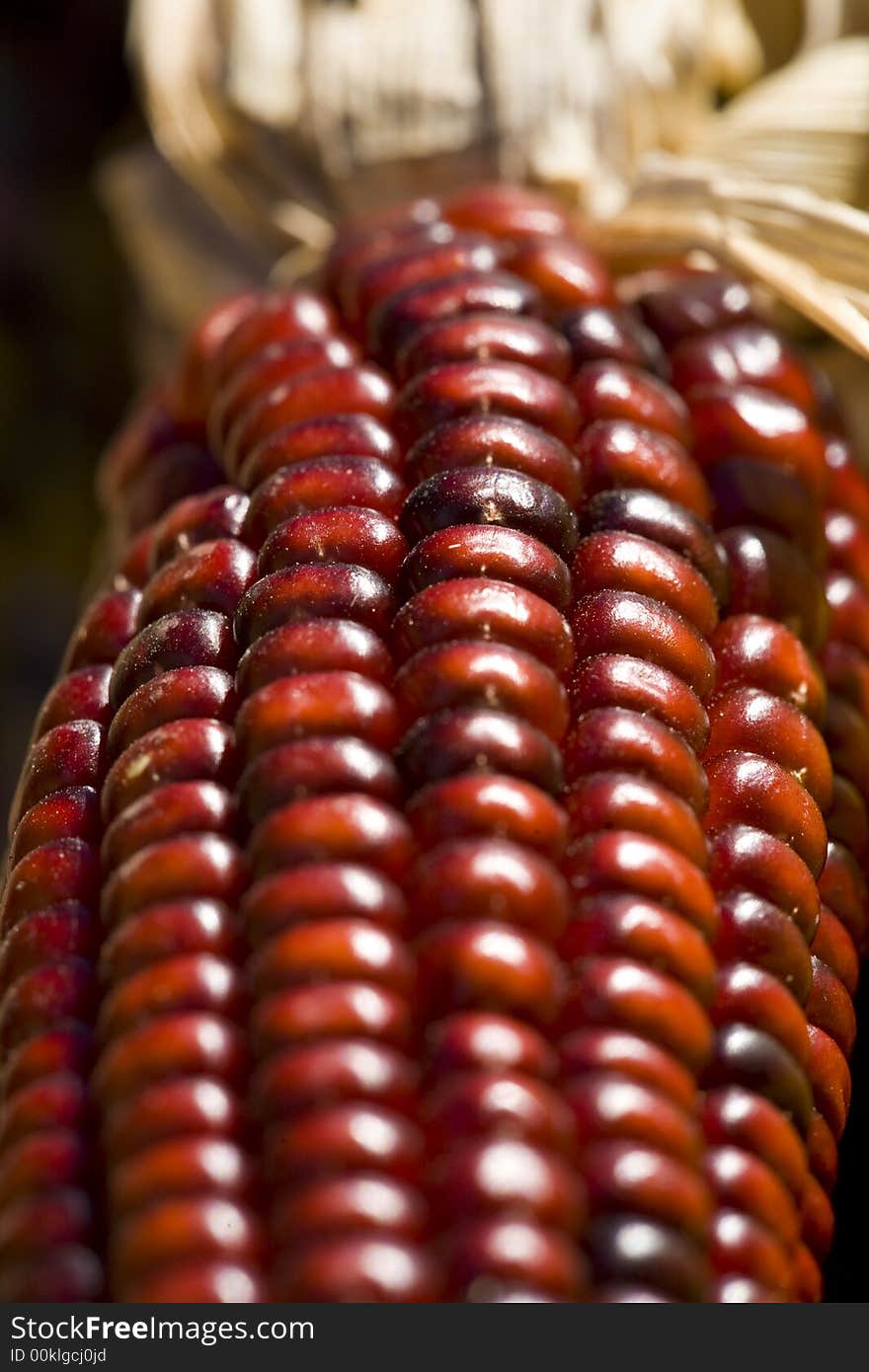 Close-up of  a purple ears of Indian corn.