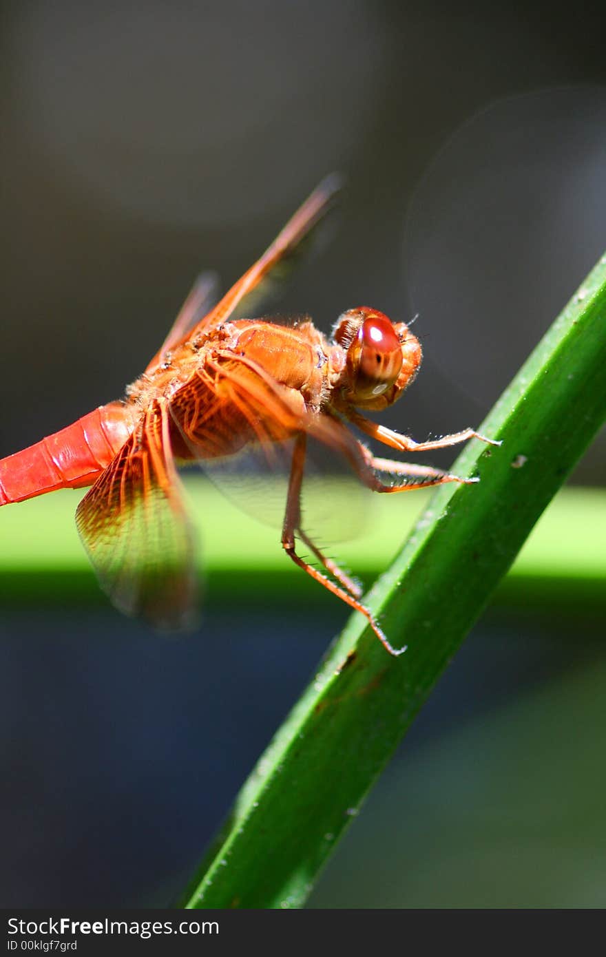 Red Skimmer dragonfly looking like a beautiful ornament on a reed. Red Skimmer dragonfly looking like a beautiful ornament on a reed.