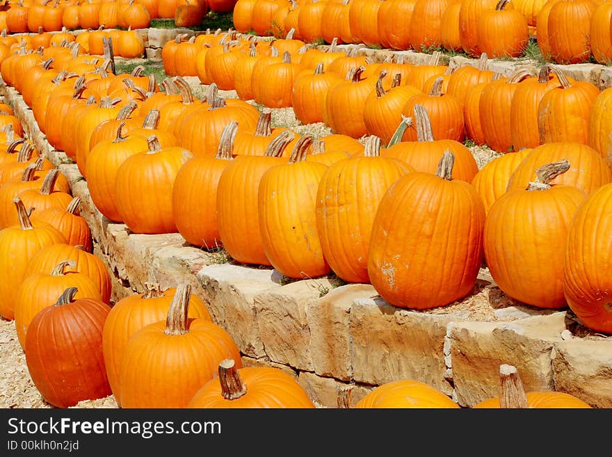 Rows of pumpkins at pumpkin farm. Rows of pumpkins at pumpkin farm.