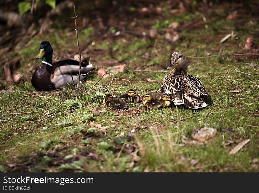 Young ducking babies