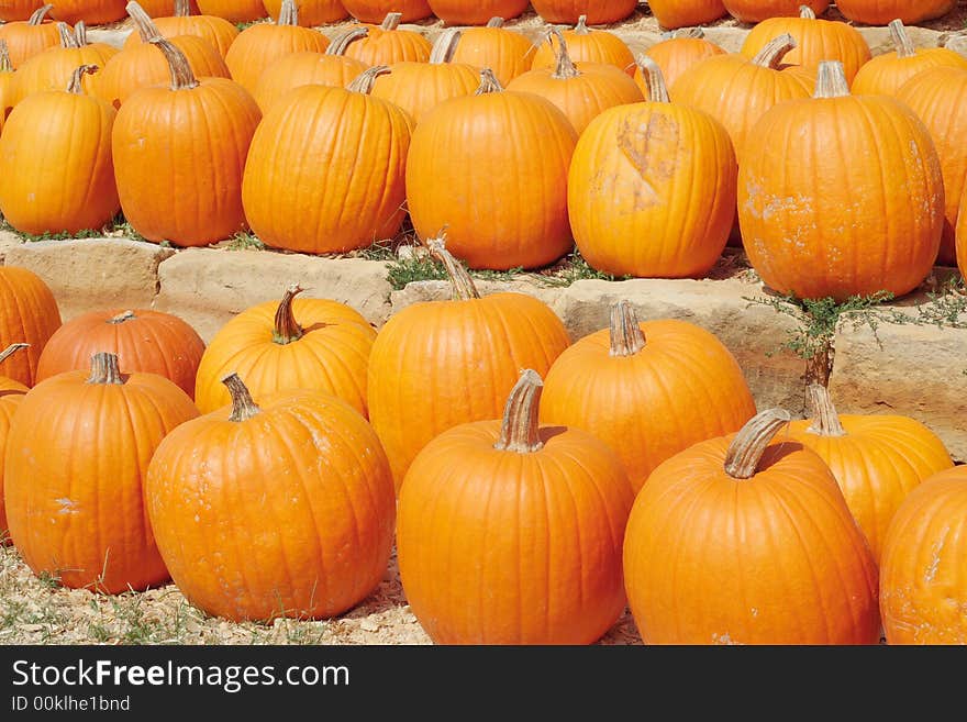 Pumpkins on display for sale at a pumpkin farm. Pumpkins on display for sale at a pumpkin farm