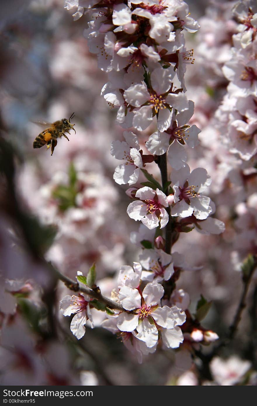 Flying bee