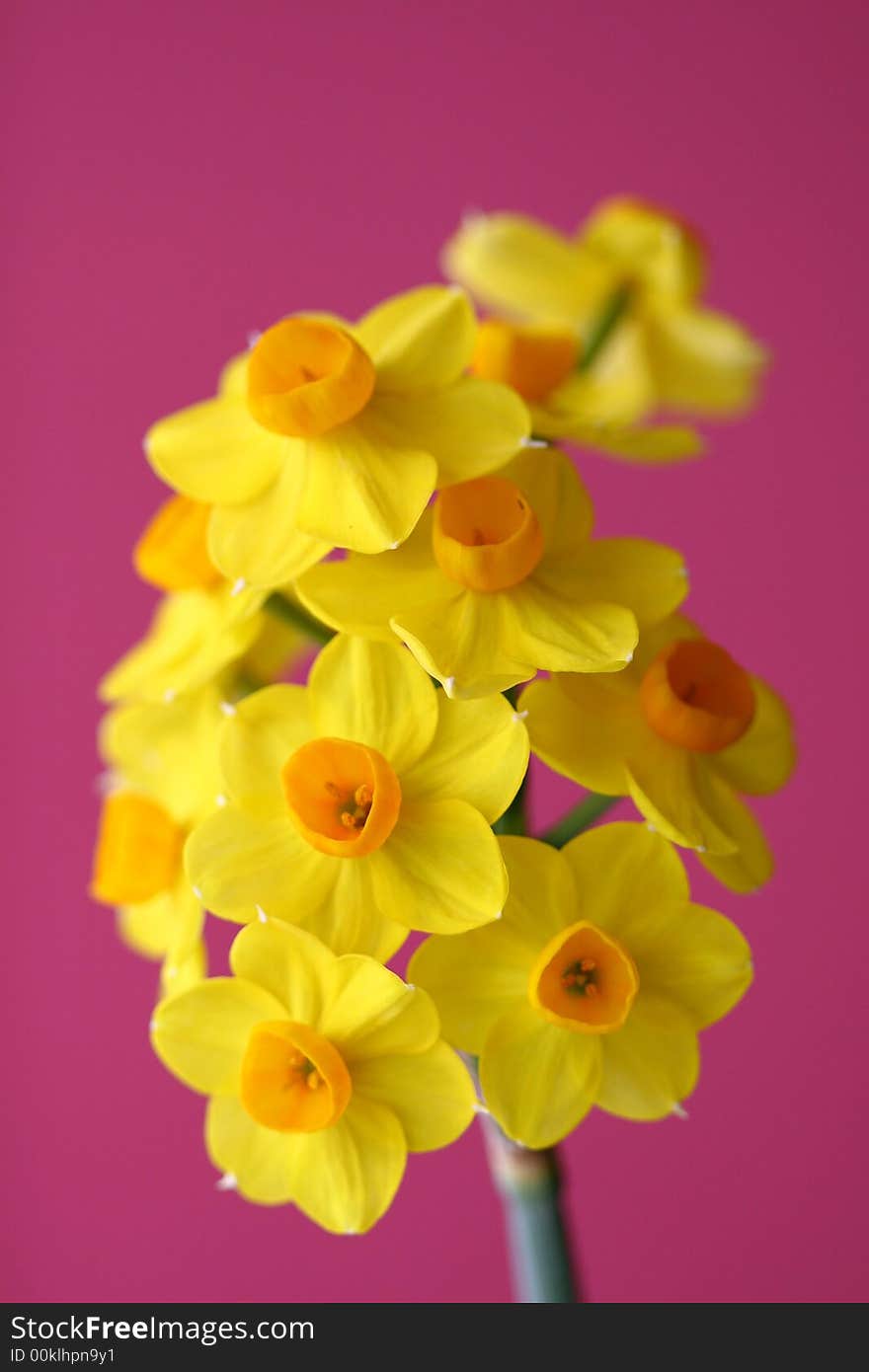 A bunch of blooming jonquils on a clear pink background. A bunch of blooming jonquils on a clear pink background