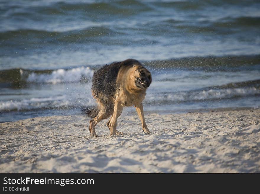 Dog german shepherd play on the beach. Dog german shepherd play on the beach