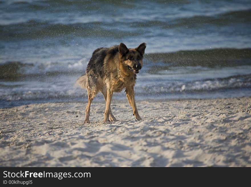 Dog german shepherd play on the beach. Dog german shepherd play on the beach