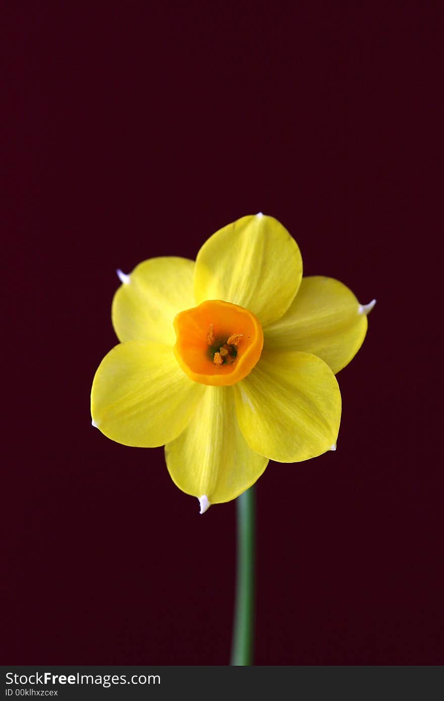 One jonquil standing on a long stem with dark background. One jonquil standing on a long stem with dark background