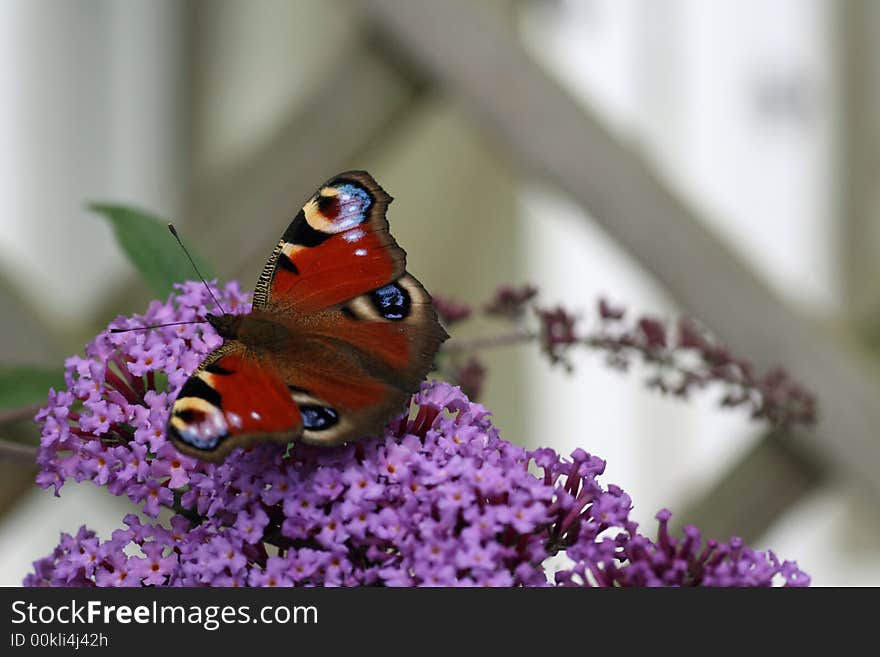 Butterfly on lavender flowers