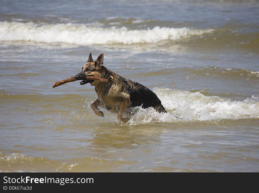 Dog german shepherd play on the beach. Dog german shepherd play on the beach