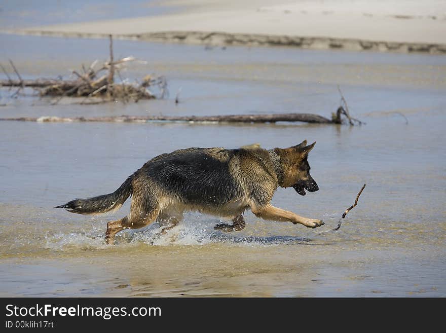 Dog german shepherd play on the beach. Dog german shepherd play on the beach