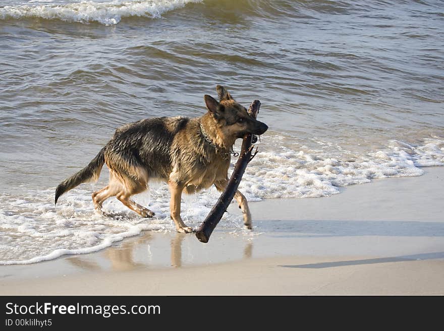 Dog german shepherd play on the beach. Dog german shepherd play on the beach