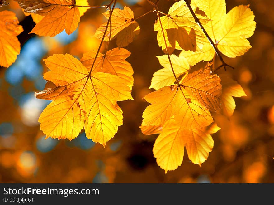 A background of yellow leaves. A background of yellow leaves