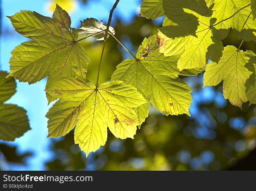 An image of maple leaves. An image of maple leaves