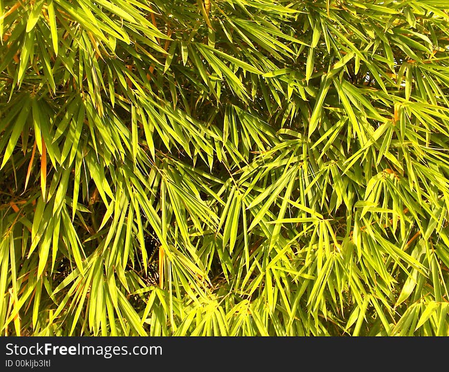 Sunshine Photo of Bamboo Leaves background