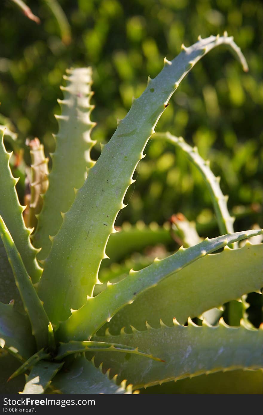 Garden detail