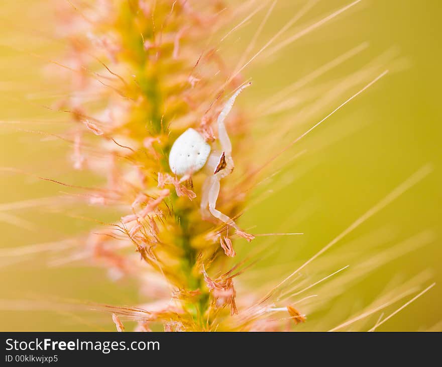 Crab spider awaiting in ambush in the tangled midst of a grass flower.