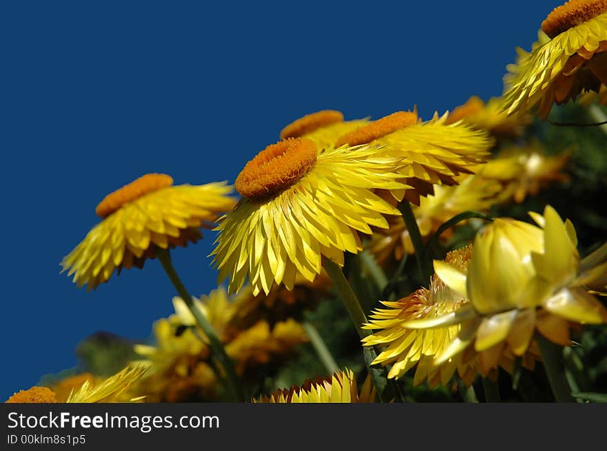 Yellow flowers against bright blue sky