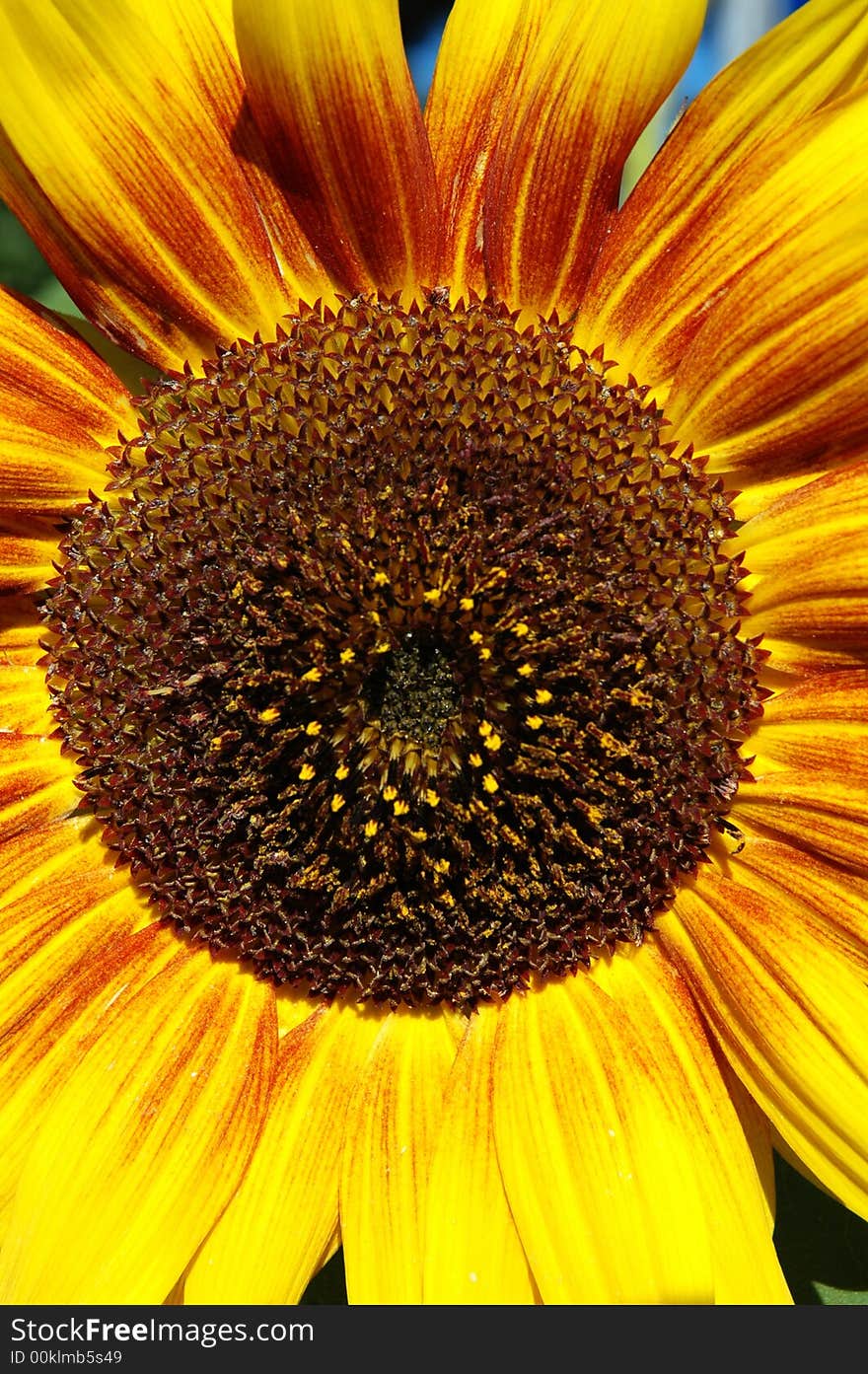 Close up of a beautiful sunflower, focus on the petals