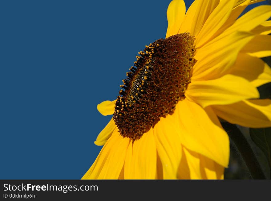 Close up of a beautiful sunflower, focus on the center