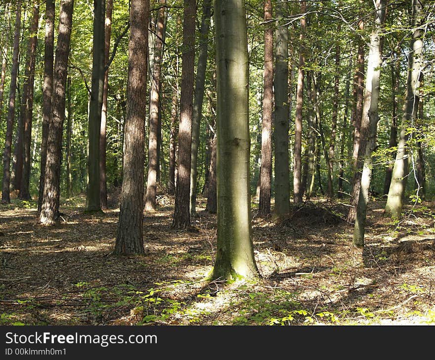 Early fall in polish forest