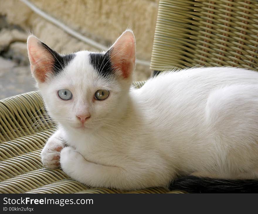 A perfect mixture of green and blue in the eyes of a little cat. A perfect mixture of green and blue in the eyes of a little cat