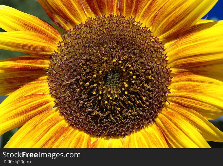 Close up of a beautiful bright yellow sunflower. Close up of a beautiful bright yellow sunflower