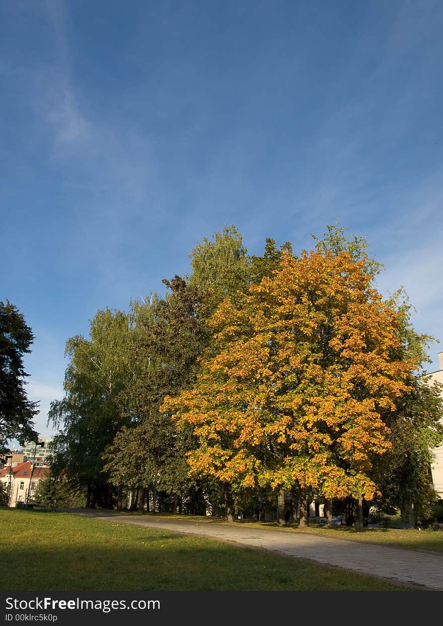 Beatifuly colored automn trees in the park. Beatifuly colored automn trees in the park