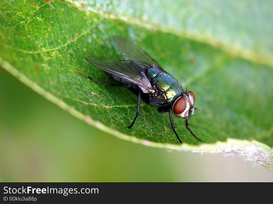 Fly resting on a green leaf