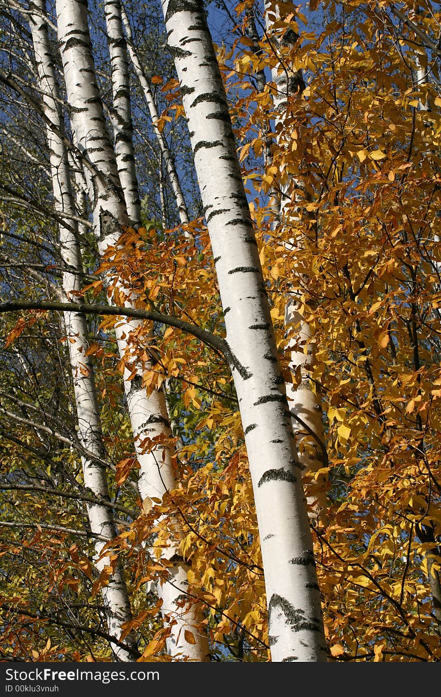 Yellow leafs on the tree at autumn forest (background). Yellow leafs on the tree at autumn forest (background).