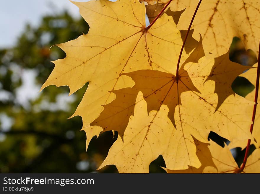 Yellow leafs on the maple tree at autumn forest (background). Yellow leafs on the maple tree at autumn forest (background).