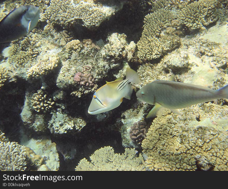 Coral reef and coralfishes