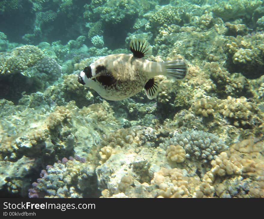 Coral reef and coralfishes