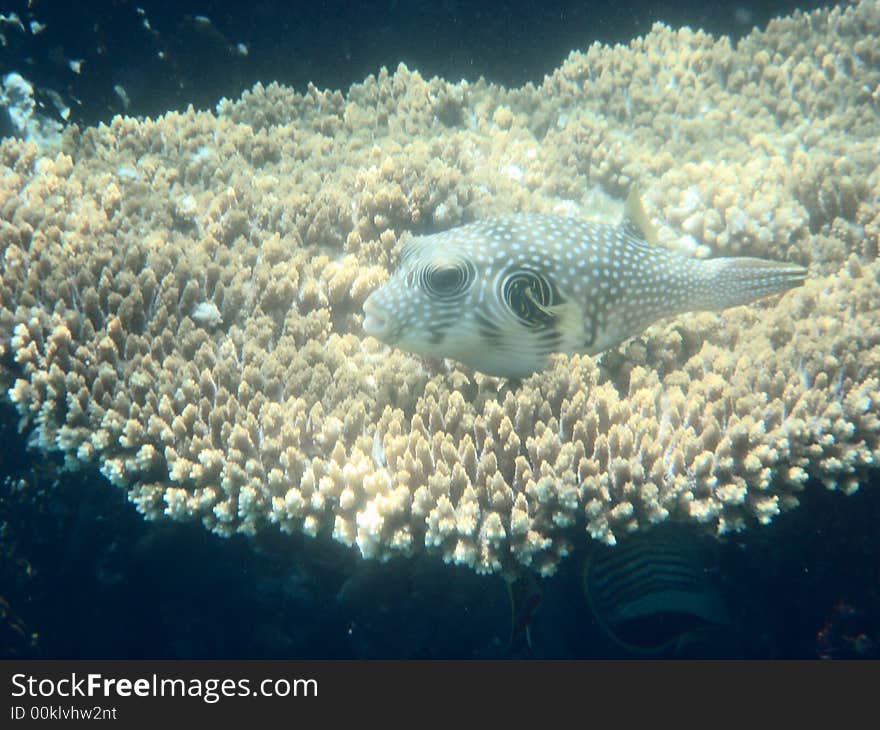 Coral reef and coralfishes