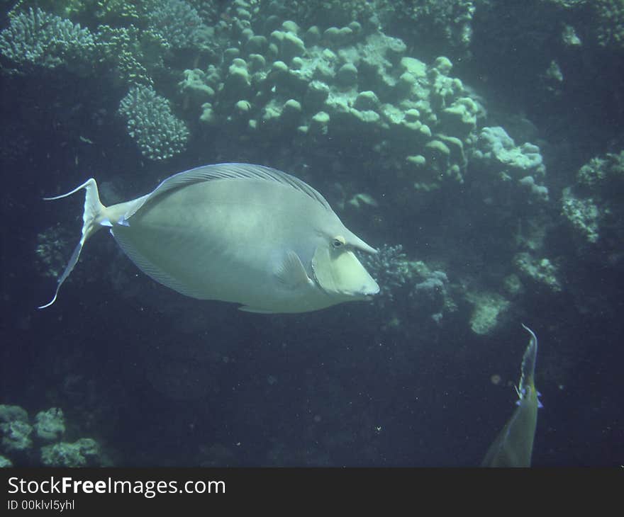 Angelfish red sea , Egypt, africa