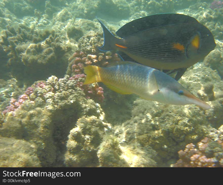 Coral reef and coralfishes