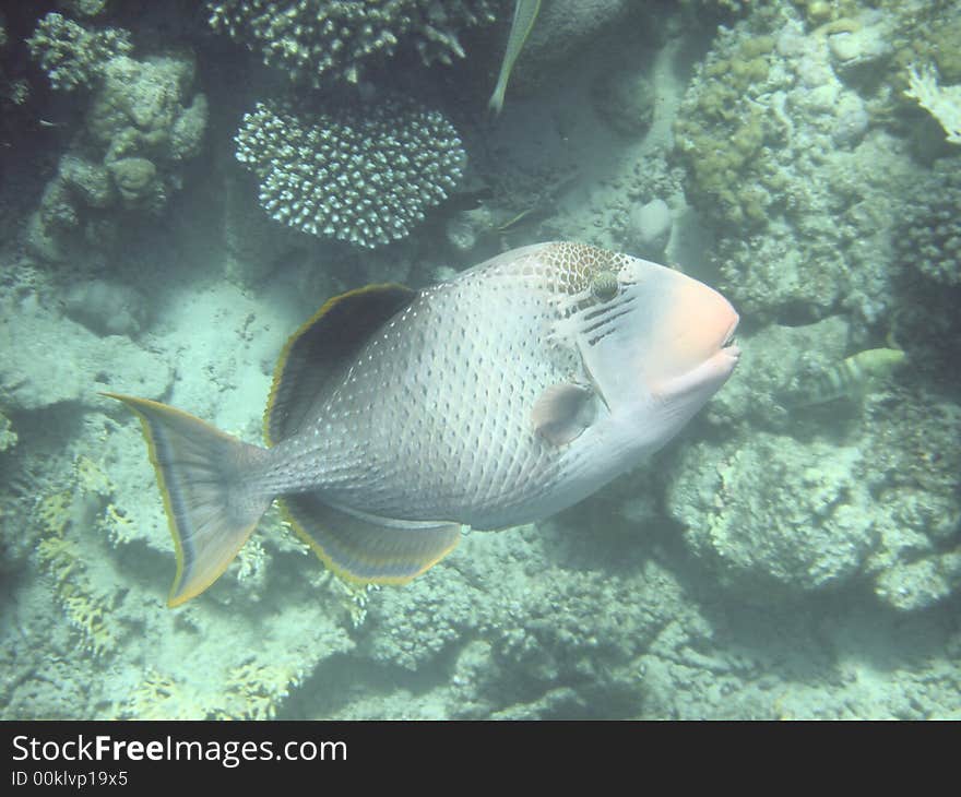 Angelfish red sea , Egypt, africa