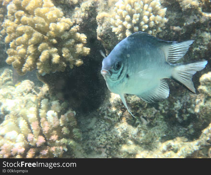 Coral reef and coralfishes