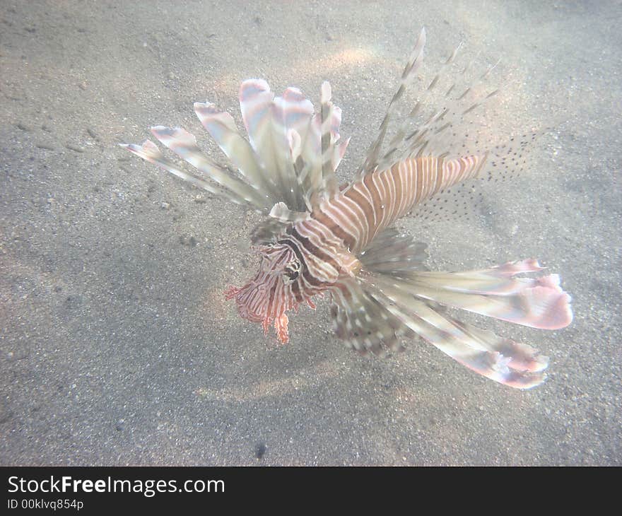 Angelfish red sea , Egypt, africa